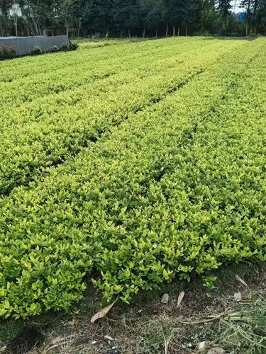 网球拍怎么收藏好用呢